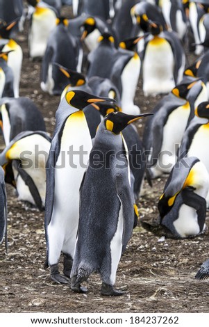 King Penguin - Aptenodytes patagonicus - Colony of king penguins in Bluff Cove, Falkland Islands / Pair of King Penguins