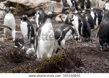 Gentoo Penguin - Pygoscelis papua - Gentoo Penguin Colony - Falkland Islands / Falkland Islands - Gentoo Penguin
