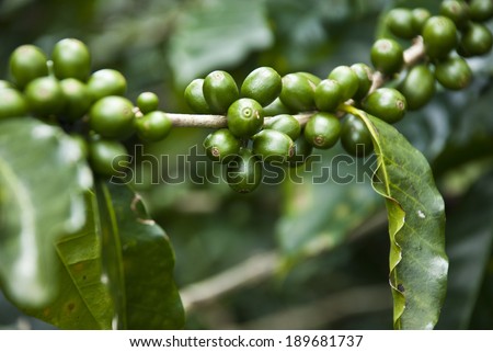 Nature\'s Garden - Coffee - Green Coffee Beans On The Branch - Unripe Coffee Berries - Immature Coffee Berries / Unripe Coffee Berries