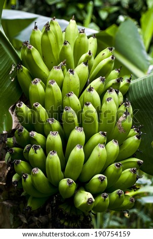 Nature\'s Garden - Bunch Of Green Bananas On A Banana Tree / Nature\'s Garden - Green Bananas