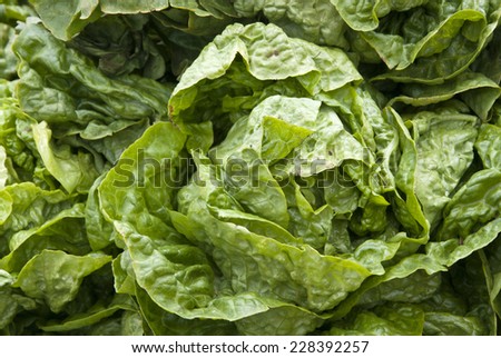 Leaf Vegetable - Lettuce / Leaf Vegetable - Organic Lettuce - Vegetarian And Vegan Food