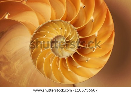 Similar – Image, Stock Photo Shells on a golden beach, sand texture