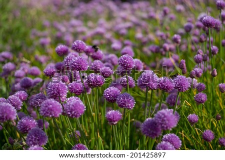 Herb Gardens, Chives