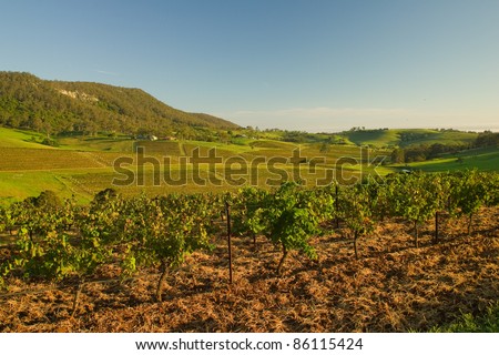 Views of vineyards Hunter Valley, Australia