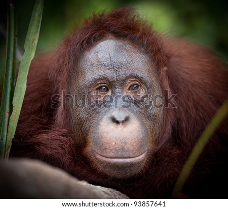 Orangutan at Camp Leakey rehabilitation Center