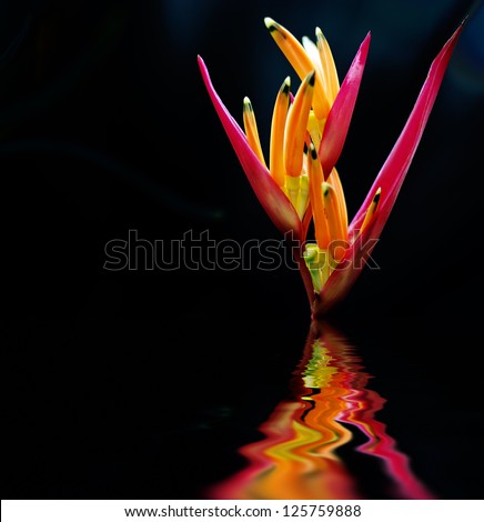 Bird-of-paradise flower. The scientific name of the Bird-of-paradise flower is Strelitzia reginae Banks