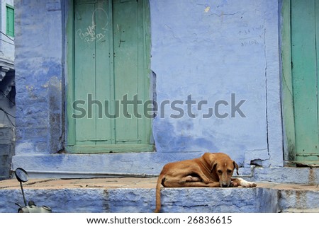 Resting Dog in Jodhpur, India