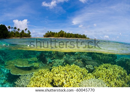 Coral reef over/under