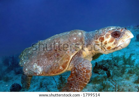 Loggerhead Turtle over coral reef