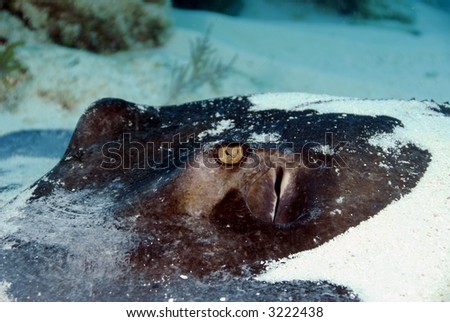 Close-up of Southern Stingray\'s eyes/head
