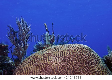 Endangered brain coral growing in Tropical Waters