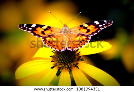 Similar – Foto Bild Distelfalter auf Echinacea purpurea