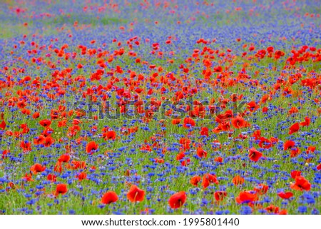 Image, Stock Photo poppies, cornflowers, blue sky, what more could you want?