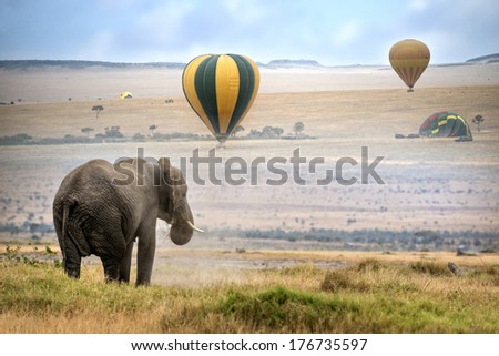 African elephant ,  foggy morning, hot air balloons landing on background,  Masai Mara National Reserve, Kenya