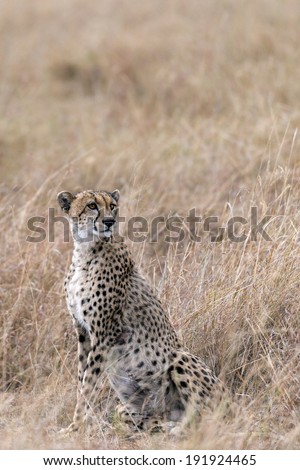 Adult cheetah sit in long grass, Masai Mara National Reserve, Kenya, East Africa