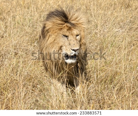 Mature male lion with developed mane in Masai Mara National Reserve, Kenya, Africa