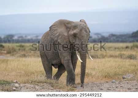 African elephant, female, crossing country road in Amboseli, Kenya