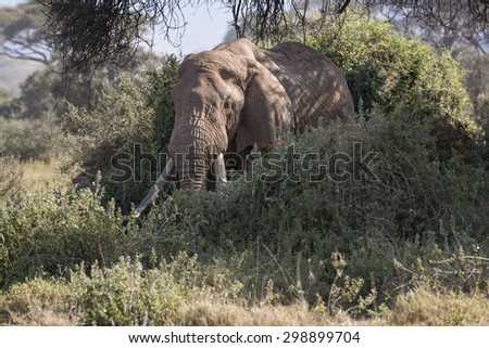 African elephant, male, walk out of  bushes , Kenya