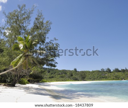 Gorgeous stretch of silky sand edged with palm trees far north of Praslin island, Seychelles