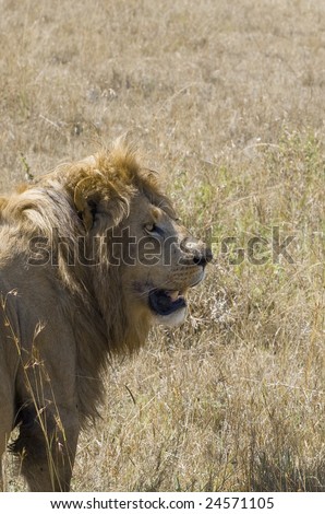Mature male lion  stopped on path  for look around before went out  long grass  to open space
