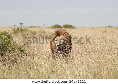 Mature dominant male lion (Pathera leo nubica) sits  in long grass while lioness laying in bushes and enjoy some shadow nearby    Masai Mara  National Reserve in Kenya.