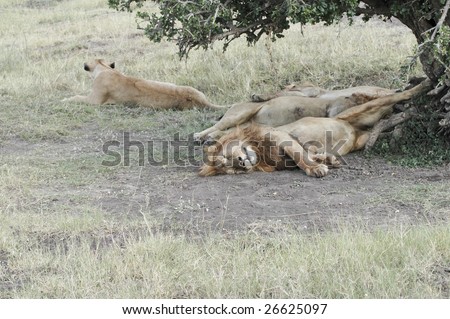 African lions pride (Panthera Leo) enjoying shadow under tree  in Masaio Mara National Park, Kenya, East Africa
