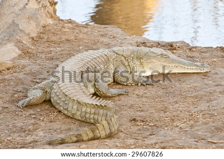Large crocodile basking in sunshine on the bank of african  river, Kenya