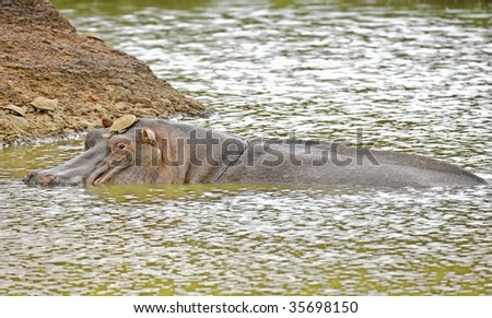 hippopotamuses enjoying fresh cool water while turtle sit in safety on his muzzle