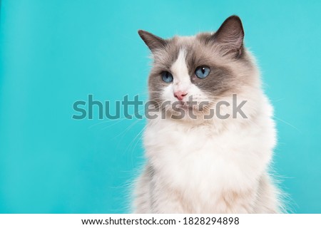 Similar – Foto Bild Katze mit blauen Augen blickt in die Kamera