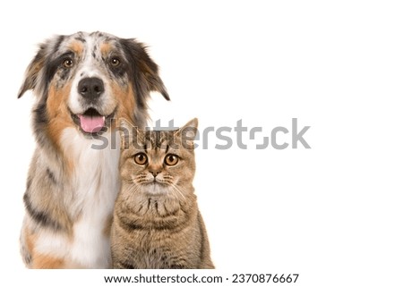 Image, Stock Photo white tabby British Shorthair cat meows in nature