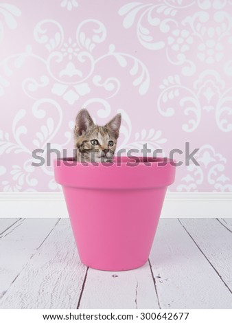 Cute tabby kitten cat in pink flower pot in a living room setting with pink wallpaper