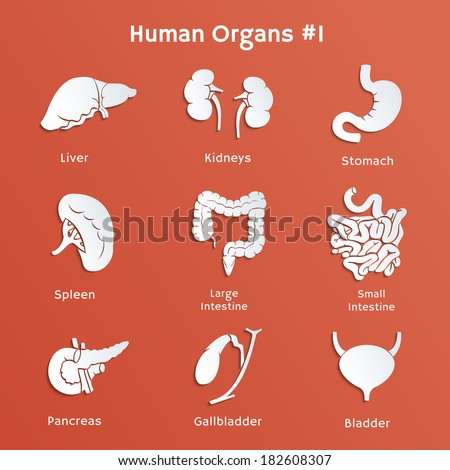 Vector Cut-Out Paper Icons Of Internal Human Organs - 182608307 ...