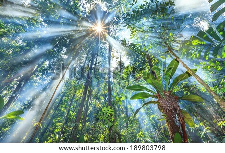 Sun rays shining threw leafs and mist in the Venezuelan jungle on the Highlands of Guiana