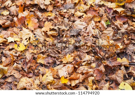 yellow red orange maple leaf litter in autumn forest