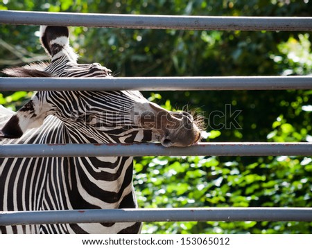 imperial zebra gnawing iron cage bars outdoors