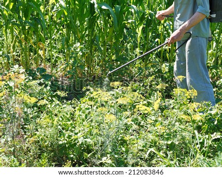 man sprays pesticide on potato plantation in garden in summer