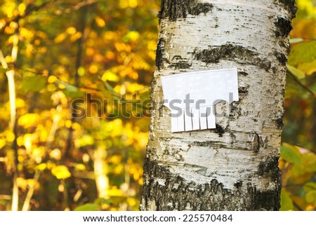 tear-off paper notice on birch trunk in autumn urban park