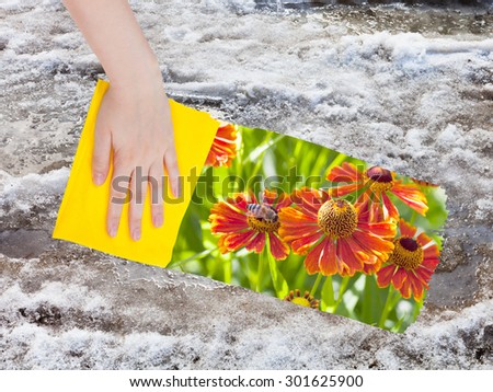season concept - hand deletes melting snow by yellow cloth from image and red blanket flowers are appearing