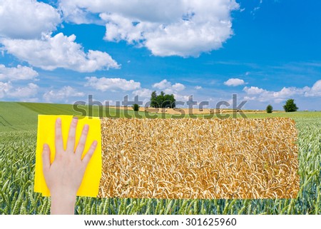 season concept - hand deletes green wheat field by yellow cloth from image and yellow ripe wheat plantation is appearing