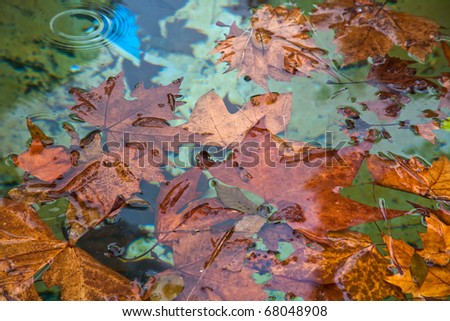 autumn sycamore leafs in pool