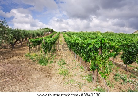 vineyard and olive trees on gentle slope in Etna region, Sicily