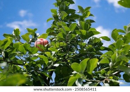 Similar – Image, Stock Photo Tree from bottom to top