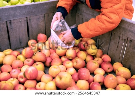 Similar – Image, Stock Photo Woman picking ripe apples on farm. Farmer grabbing apples from tree in orchard. Fresh healthy fruits ready to pick on fall season. Harvest time in countryside