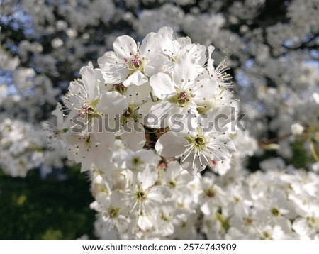 Similar – Image, Stock Photo Apple tree with many ripe red juicy apples in orchard. Harvest time in countryside. Apple fresh healthy fruits ready to pick on fall season