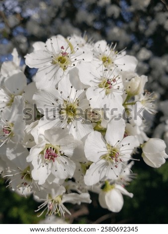 Similar – Image, Stock Photo Apple tree with many ripe red juicy apples in orchard. Harvest time in countryside. Apple fresh healthy fruits ready to pick on fall season