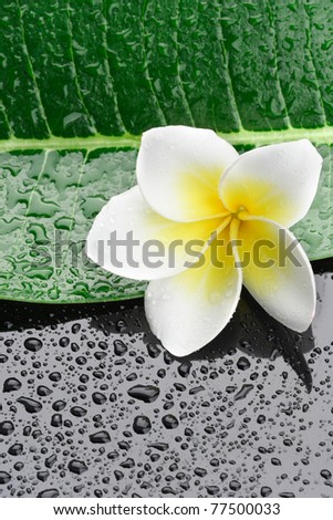 beautiful flower with green leave and water drops on black
