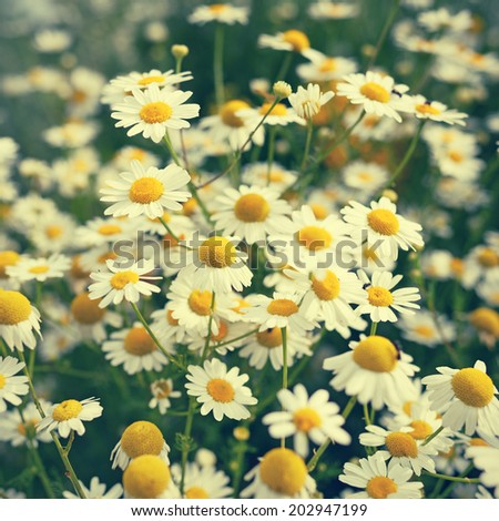 Chamomile flowers in retro style