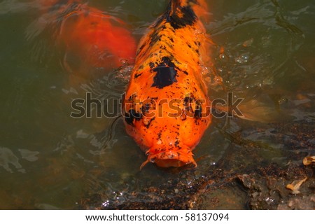 A gold and black Koi fish with its mouth open and head out of water.