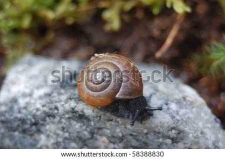 A macro of a snail on a rock in Western North Carolina.