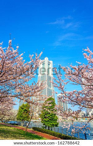 YOKOHAMA, JAPAN - APRIL 1: The cherry blossom trees in Yokohama Minato Mirai 21, Japan on April 1, 2013. They are a large urban development, and the central business district of Yokohama, Japan.